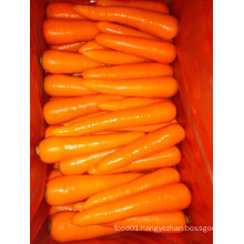 2015 Fresh New Crop Carrot